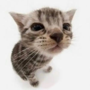 Meet your Posher, Bless